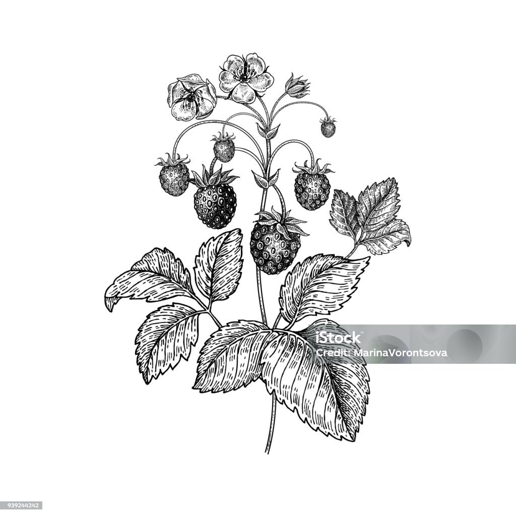 Realistic hand drawing strawberries. Strawberries. Realistic vector illustration plant. Hand drawing berries. Fruit, leaf, branch isolated on white background. Decoration products for health and beauty. Vintage black and white engraving Strawberry stock vector