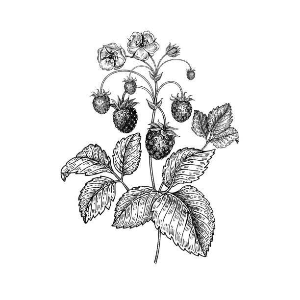 Realistic hand drawing strawberries. Strawberries. Realistic vector illustration plant. Hand drawing berries. Fruit, leaf, branch isolated on white background. Decoration products for health and beauty. Vintage black and white engraving strawberry stock illustrations