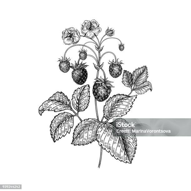 Realistic Hand Drawing Strawberries Stock Illustration - Download Image Now - Strawberry, Plant, Illustration