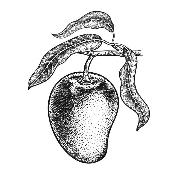 Mango. Realistic hand drawing. Mango. Realistic vector illustration plant. Hand drawing fruit, leaf, branch isolated on white background. Decoration products for health and beauty. Vintage black and white engraving mango jam stock illustrations