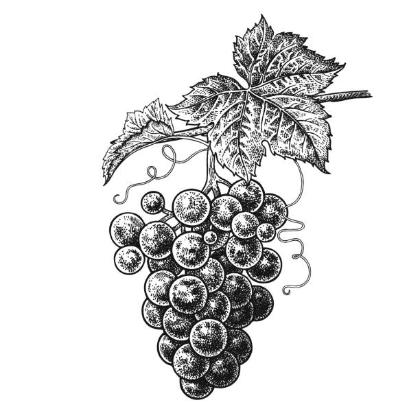 Grapes. Realistic hand drawing. Grapes. Realistic vector illustration plant. Hand drawing berries. Fruit, leaf, branch isolated on white background. Decoration products for health and beauty. Vintage black and white engraving decoupage stock illustrations