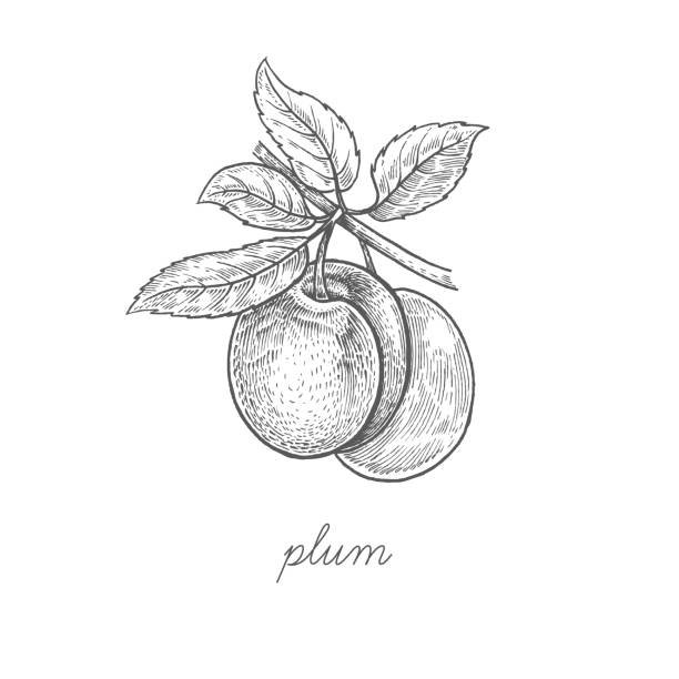 Vector illustration of plum fruit. Plum. Vector plant isolated on white background. The concept of graphic image fruits, berries. Design for package of health and beauty natural products. Style Vintage engraving. Black and white. plum stock illustrations