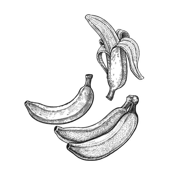 Vintage engraving banana. Banana. Realistic vector illustration plant. Plantain fruit isolated on white background. Hand drawing. Decoration for the menu and kitchen design. Vintage black and white engraving. Vegetarian food banana illustrations stock illustrations