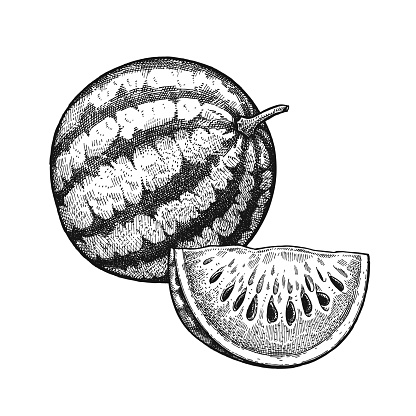 Watermelon. Realistic vector illustration plant. Melon fruit isolated on white background. Hand drawing. Decoration for the menu and kitchen design. Vintage black and white engraving. Vegetarian food