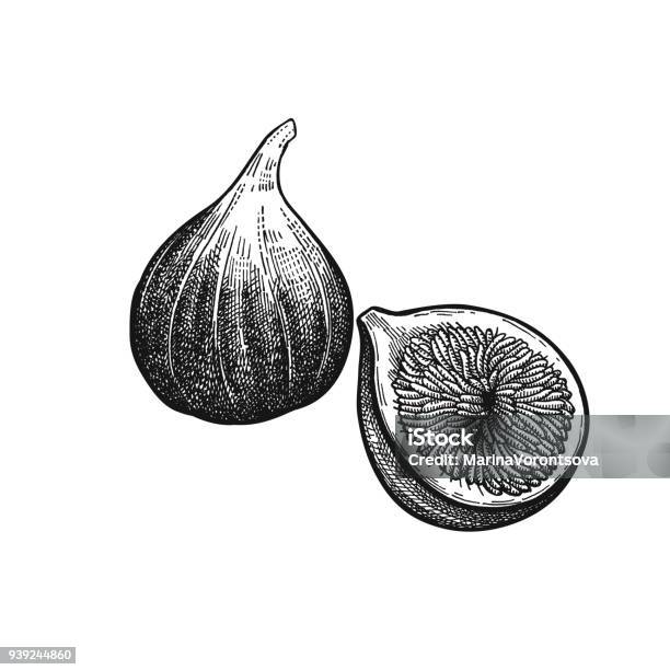 Vintage Engraving Figs - Arte vetorial de stock e mais imagens de Figo - Figo, Ilustração, Estilo retro