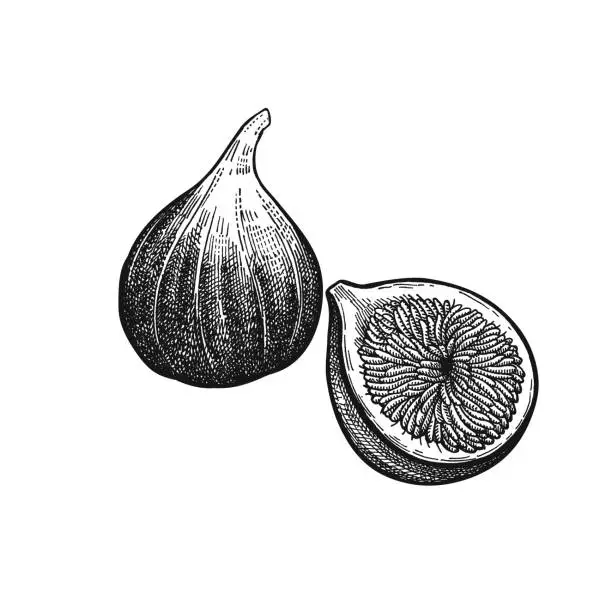 Vector illustration of Vintage engraving figs.