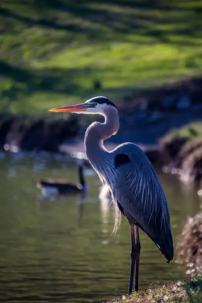 A Great Blue Heron standing in a pond with green grass and geese swim in the background