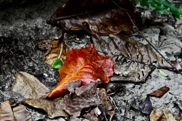 Photo of Leaves after the rain