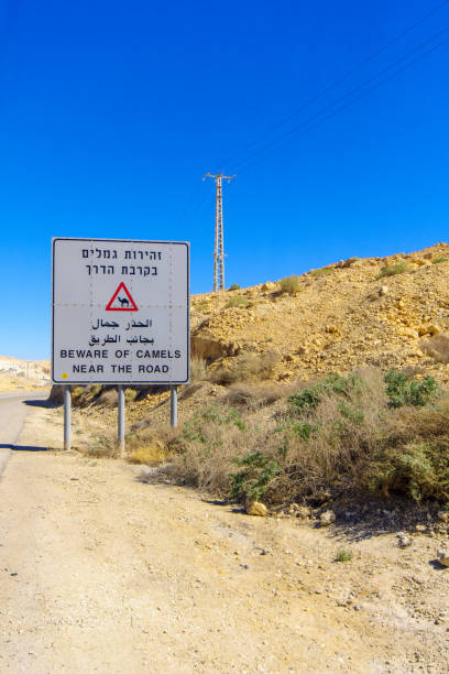 istock Warning sign, beware of camels 939250904