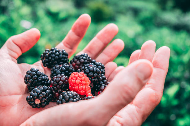 Hand holding fresh and freshly harvested blackberries and raspberries stock photo