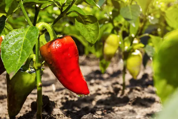 Growing the red bell peppers in vegetable garden