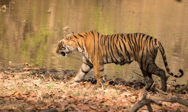 istock Royal Indian tiger 939254788