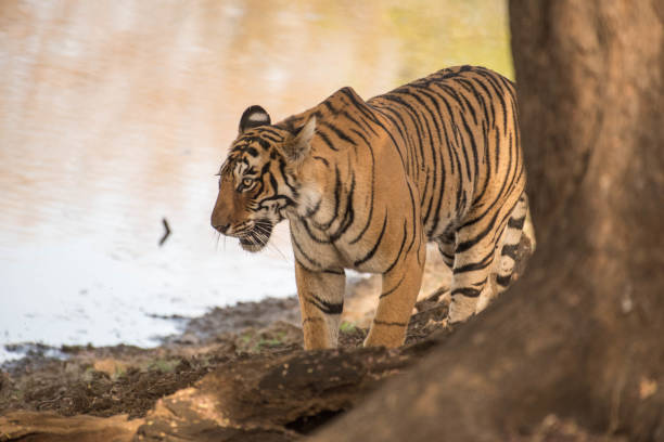 istock Royal Indian tiger 939254910