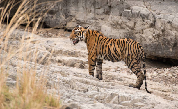 istock Royal Indian tiger 939255110