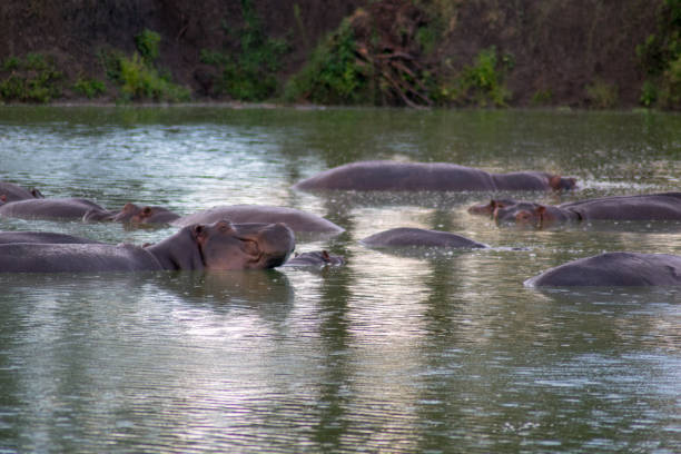 istock Nijlpaarden / Hippos 939255282