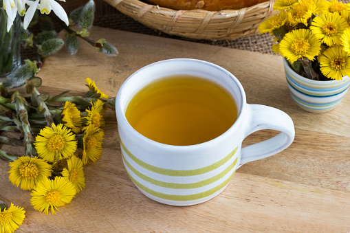 A cup of coltsfoot (Tussilago farfara) tea with fresh coltsfoot flowers on a wooden tabe