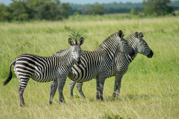 istock Kudde zebra's / Herd of zebras 939260338