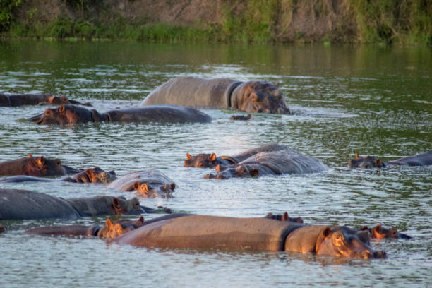 istock Nijlpaarden / Hippos 939260746