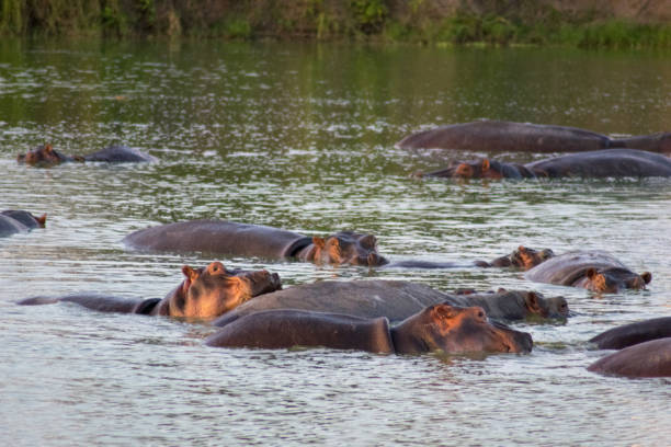 istock Nijlpaarden / Hippos 939261094