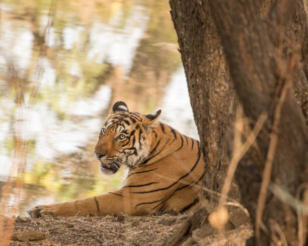 istock Royal Indian tiger 939261190