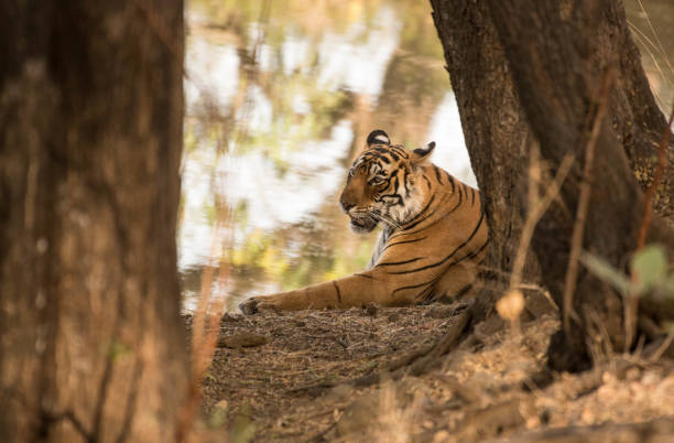 istock Royal Indian tiger 939261258