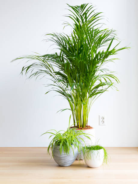 Living room with houseplants on the floor Minimalist bright living room with houseplants on the floor. Areca Palm, Dypsis Lutescens, Spider Plant, Chlorophytum Comosum spider plant photos stock pictures, royalty-free photos & images