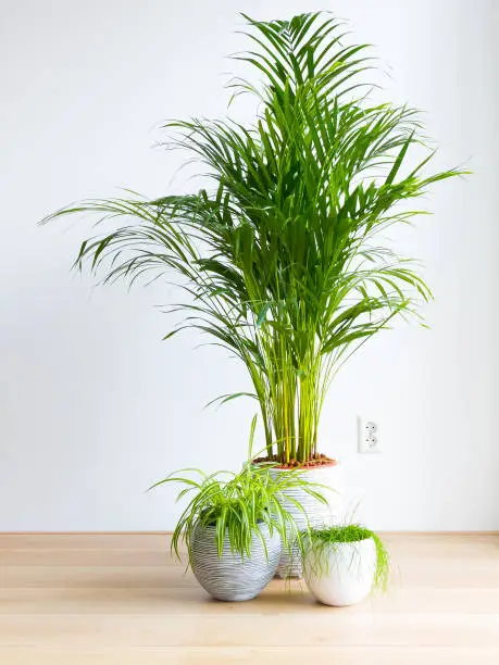 Minimalist bright living room with houseplants on the floor. Areca Palm, Dypsis Lutescens, Spider Plant, Chlorophytum Comosum