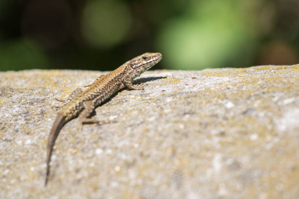 istock cute lizard taking sun on rock stone isolated 939263478