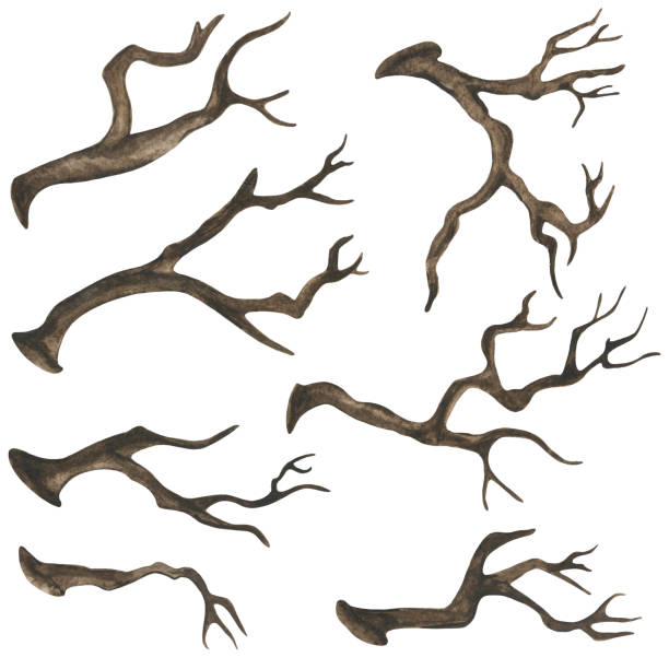 akwarela suche gałęzie drzew, gałązki - driftwood stock illustrations