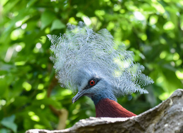 istock Copenhagen zoo animals 939266124