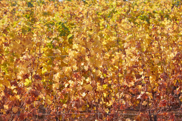 Vine yellow leaves texture background in a sunny autumn day, backlight