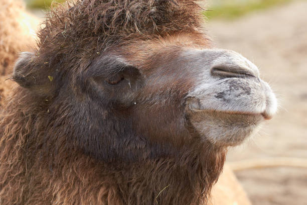 bactrian camel (camelus bactrianus) - bactrianus imagens e fotografias de stock