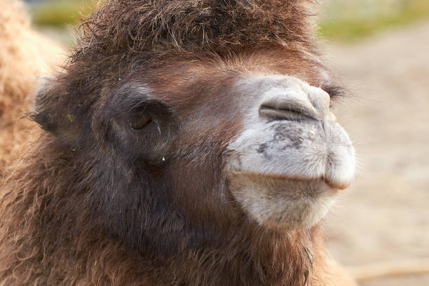 bactrian camel (camelus bactrianus) - bactrianus imagens e fotografias de stock