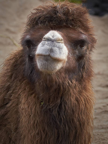 bactrian camel (camelus bactrianus) - bactrianus imagens e fotografias de stock