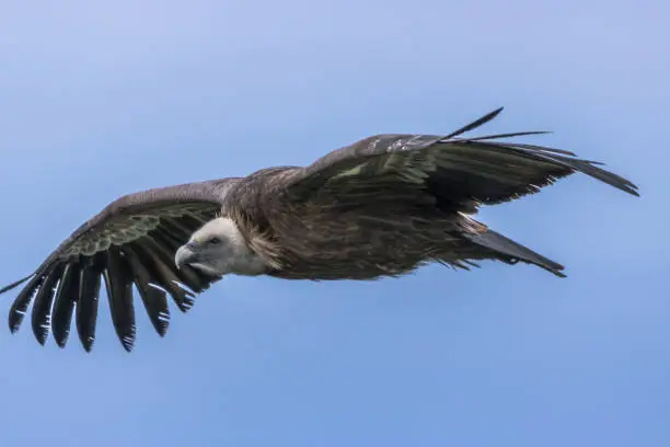 Griffon Vulture (Gyps fulvus) in flight in the Sierra Crestillina mountains of Casares, Spain.