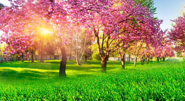 istock Ukrainian Sakura in the Carpathians 939273182