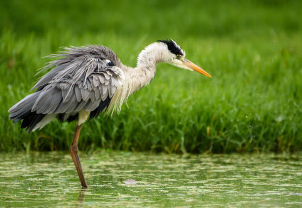 istock Heron and flamingo 939278054