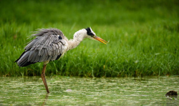 istock Heron and flamingo 939278076