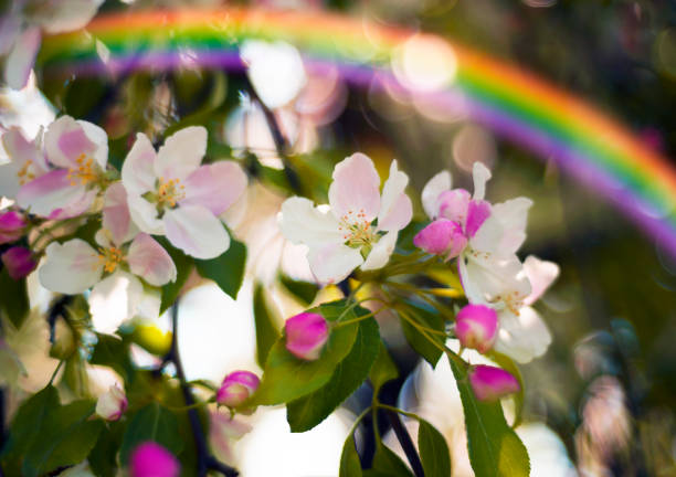 istock Ukrainian apple in the Carpathians 939280560
