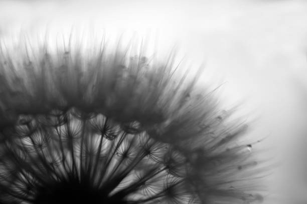 istock A half of dandelion with drops 939280608