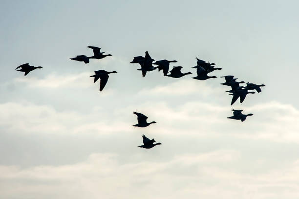 istock Flock of the gooses flying on the sky 939280972