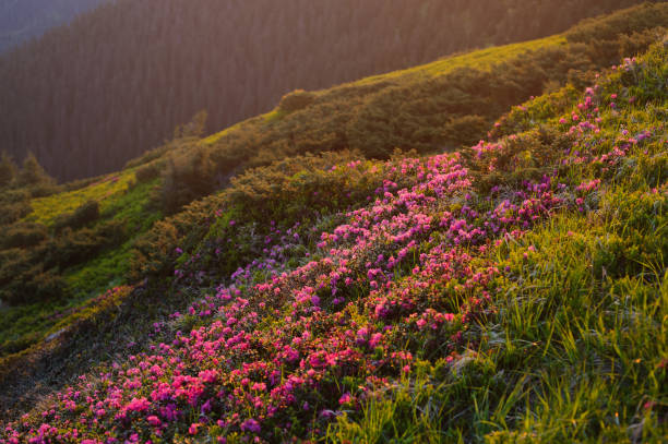 istock Pink summer flowers in the mountains 939281568