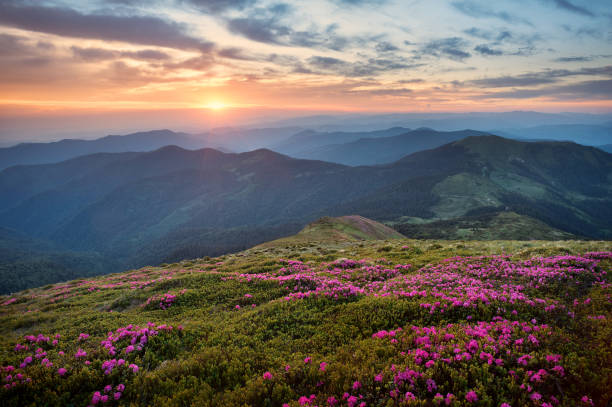 美しい山の夕日 - mountain sunset heaven flower ストックフォトと画像