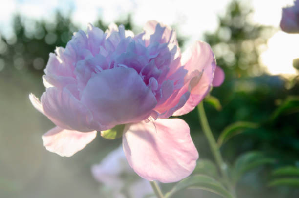 Peony in the garden