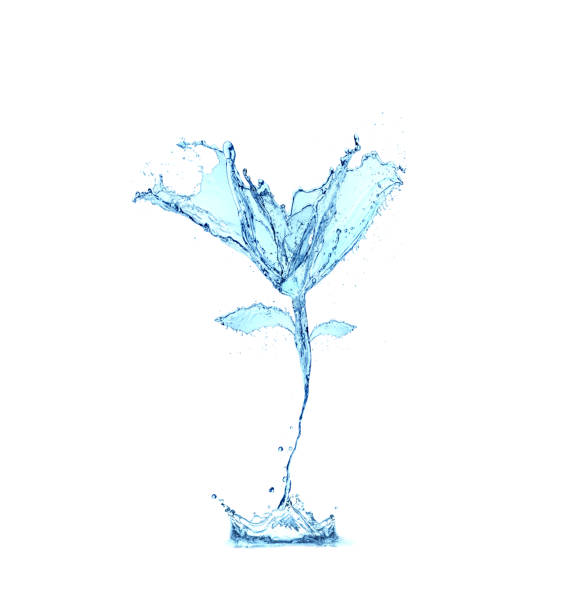 flower water splash isolated on white background