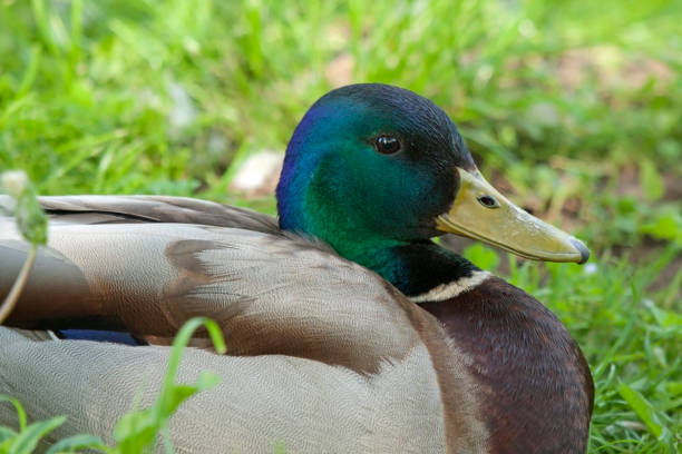 istock Close-up of beautiful drake 939287010