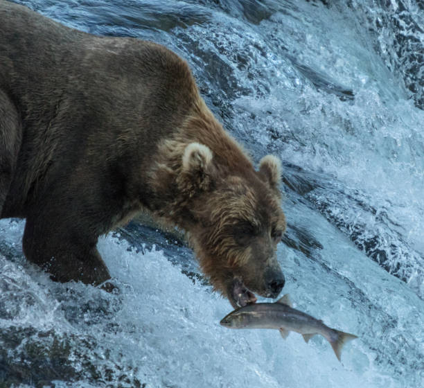 istock Alaskan Brown Bear Fishing. 939287132