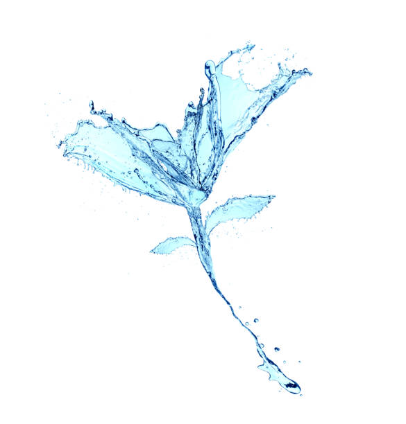 istock flower water splash isolated on white background 939287600