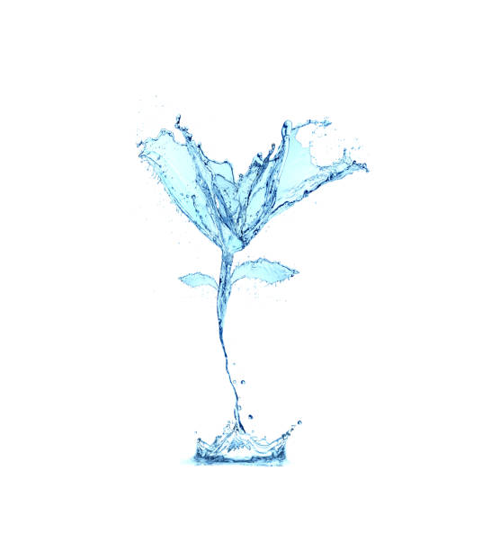 istock flower water splash isolated on white background 939287868
