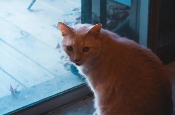 Orange Tabby cat sitting by patio door with teal and orange color grade.